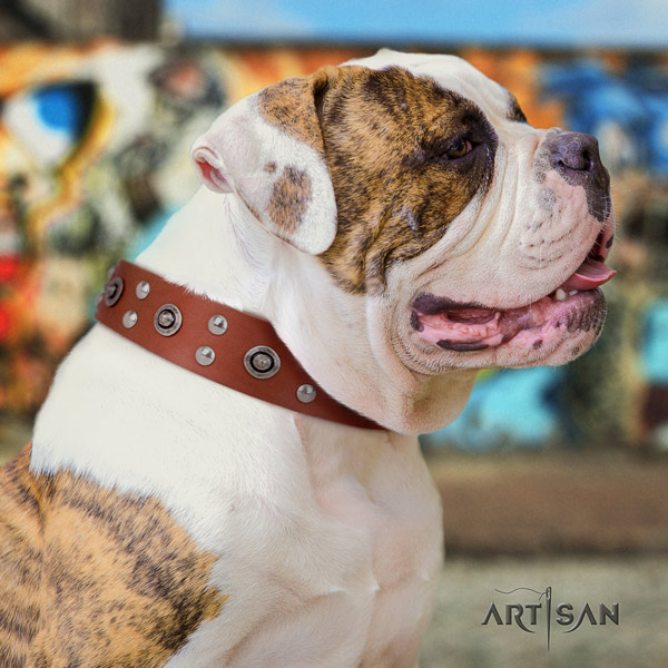 American Bulldog top notch genuine leather dog collar with embellishments
