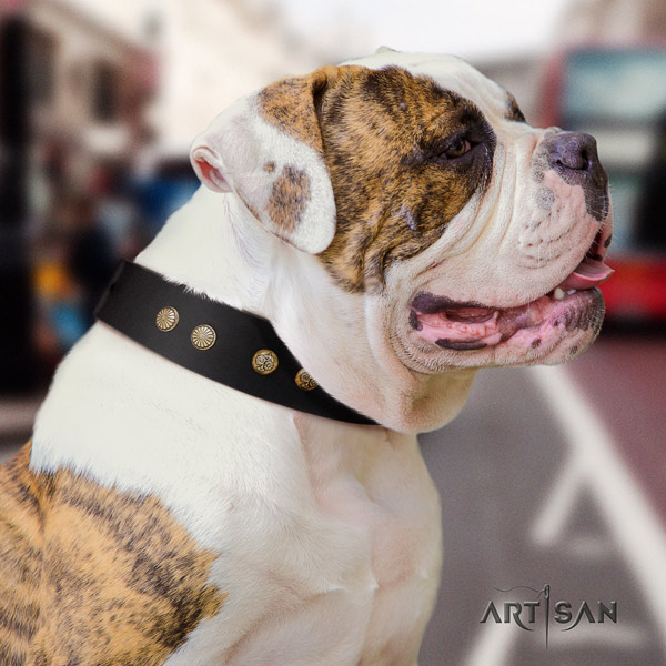 American Bulldog stylish leather dog collar with decorations