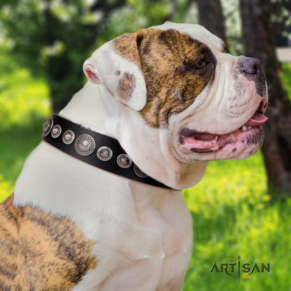 American Bulldog fashionable genuine leather dog collar with embellishments