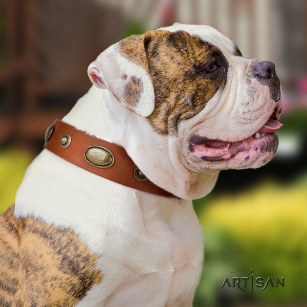 American Bulldog trendy leather dog collar with adornments for everyday walking