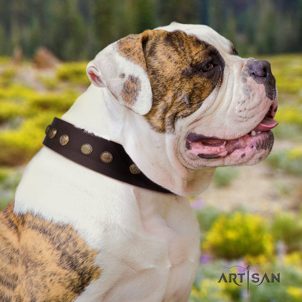 American Bulldog awesome leather dog collar with decorations