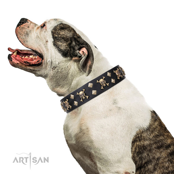 American Bulldog exquisite full grain leather dog collar for easy wearing