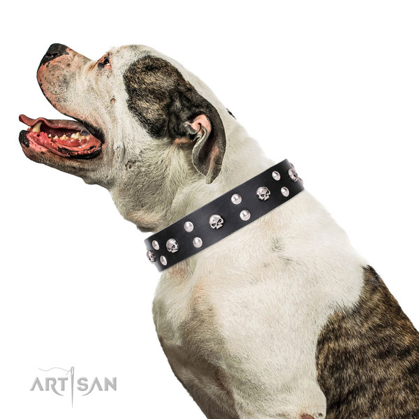 American Bulldog impressive full grain leather dog collar for fancy walking