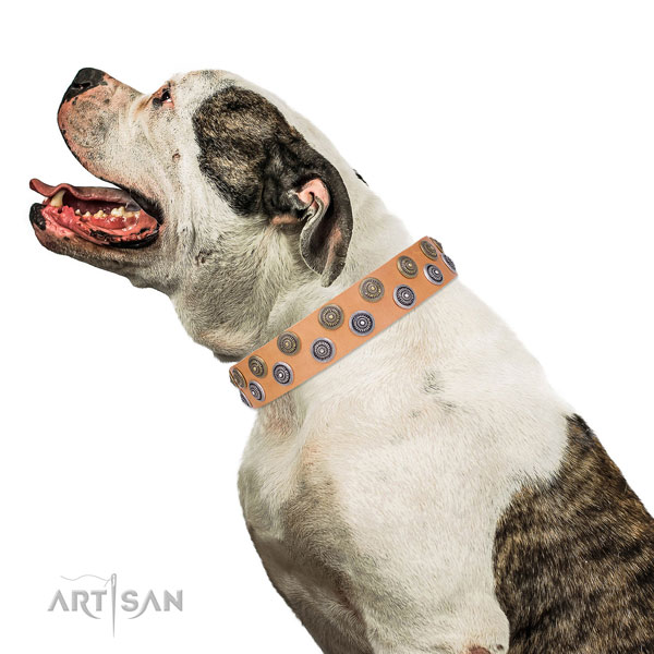 American Bulldog top quality full grain genuine leather dog collar for daily use