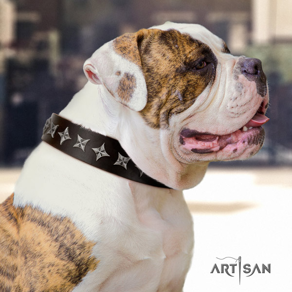 American Bulldog stylish full grain leather dog collar with adornments for stylish walking