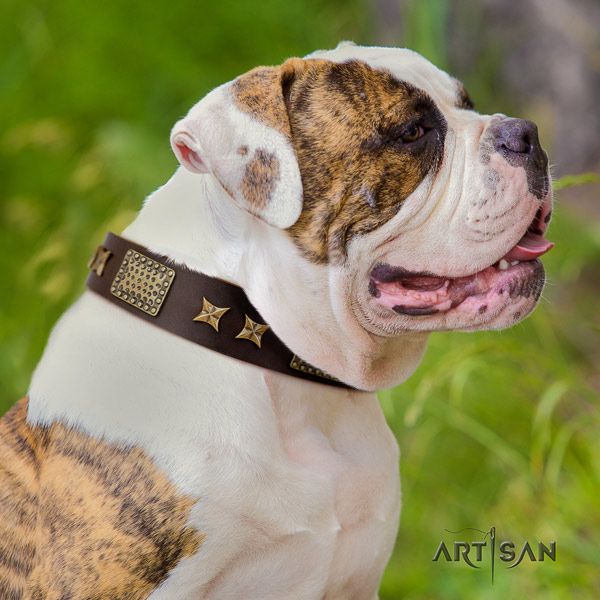 American Bulldog incredible full grain leather dog collar with studs