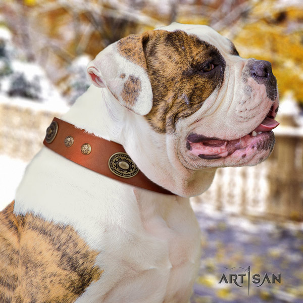 American Bulldog significant leather dog collar with embellishments for comfy wearing