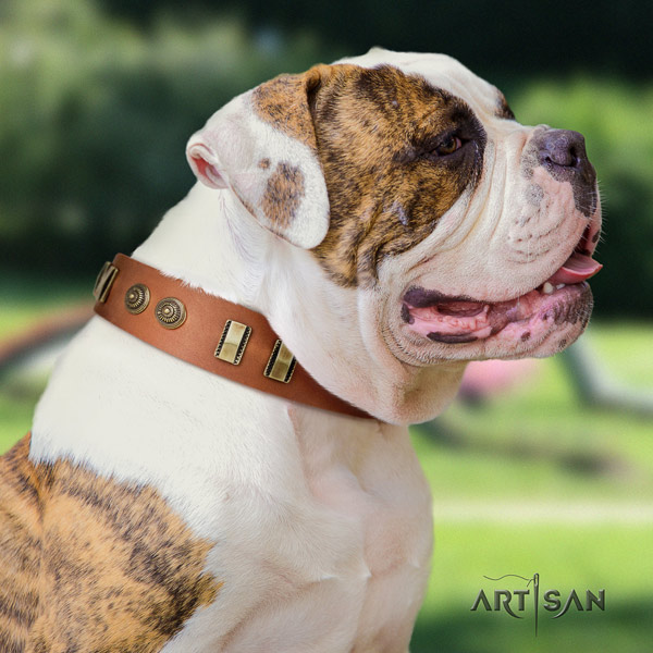 American Bulldog awesome genuine leather dog collar with decorations for easy wearing