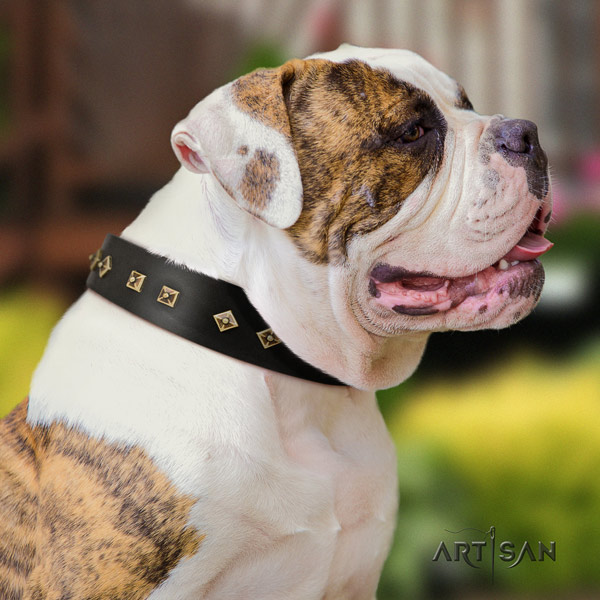 American Bulldog top notch leather dog collar with adornments for comfy wearing