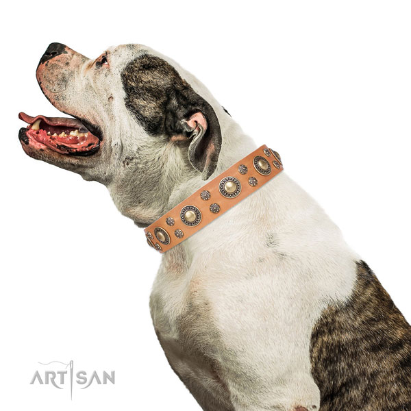 American Bulldog adorned natural genuine leather dog collar for comfortable wearing