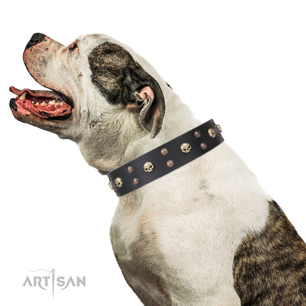 American Bulldog fine quality full grain natural leather dog collar for comfy wearing