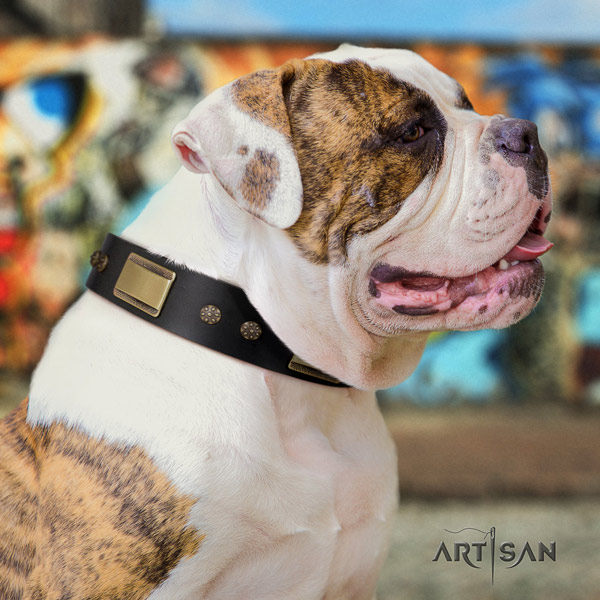 American Bulldog top notch full grain leather dog collar with studs for basic training