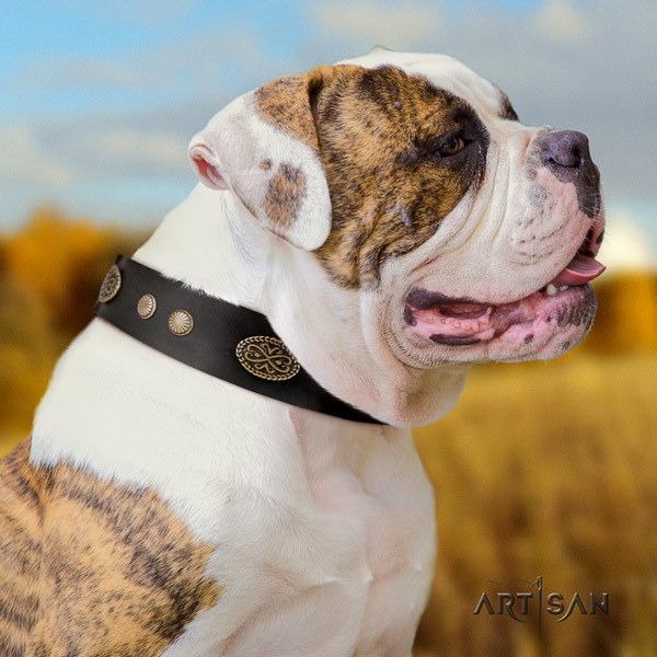 American Bulldog top notch leather dog collar with embellishments for stylish walking