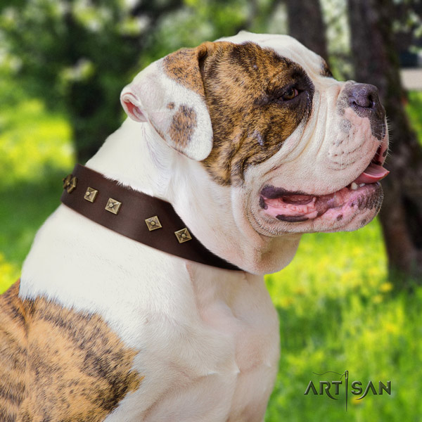 American Bulldog stylish leather dog collar with adornments for daily use