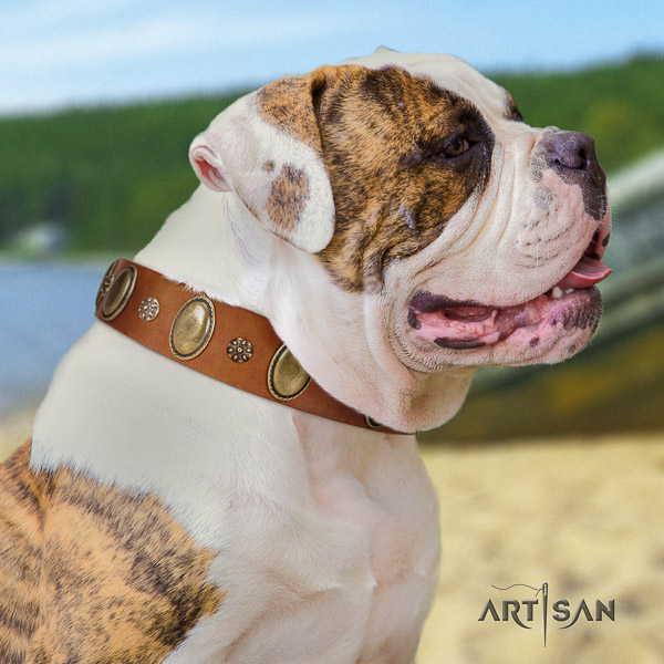 American Bulldog handy use natural leather collar with significant decorations for your dog