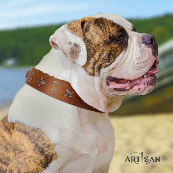 American Bulldog daily walking genuine leather collar with stylish design embellishments for your doggie