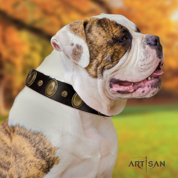 American Bulldog daily walking natural leather collar with embellishments for your dog
