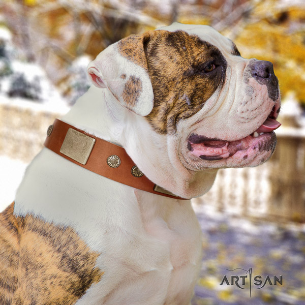American Bulldog everyday walking full grain genuine leather collar with studs for your dog