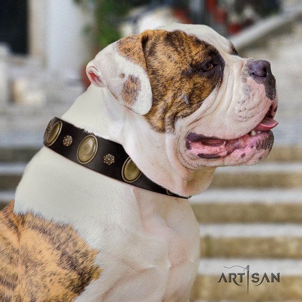 American Bulldog everyday use full grain leather collar with inimitable adornments for your four-legged friend