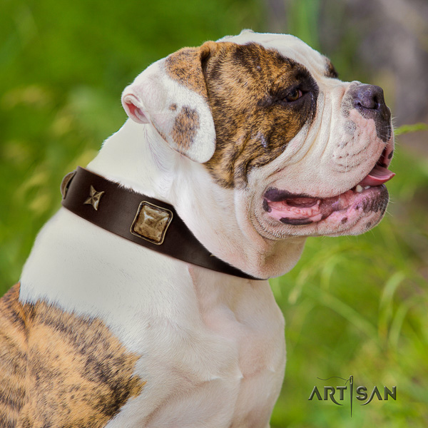 American Bulldog comfortable wearing natural leather collar with embellishments for your four-legged friend