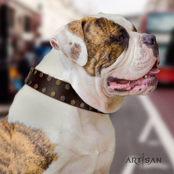 American Bulldog walking natural leather collar with significant embellishments for your canine