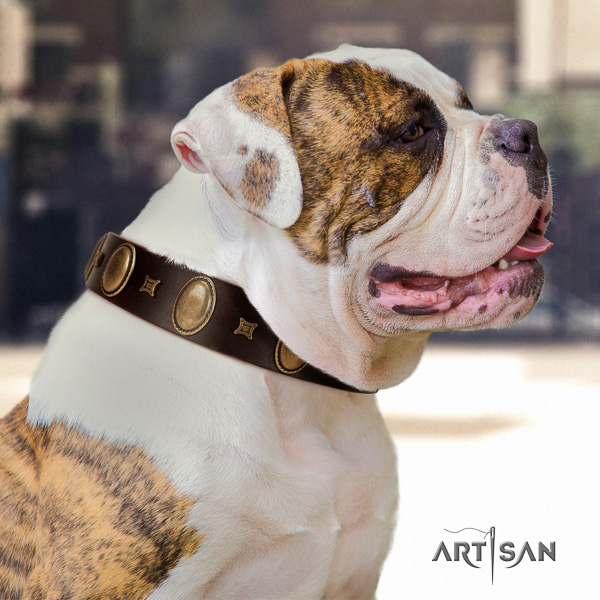 American Bulldog comfy wearing natural leather collar with unique embellishments for your canine