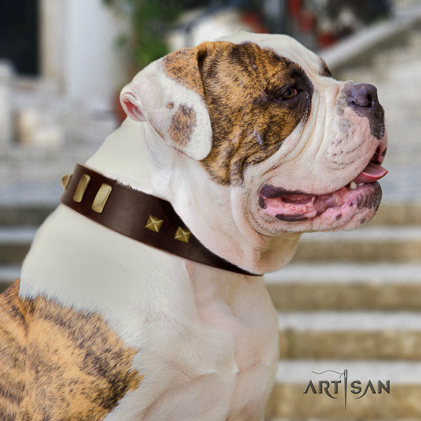 American Bulldog daily walking leather collar with stylish design adornments for your four-legged friend