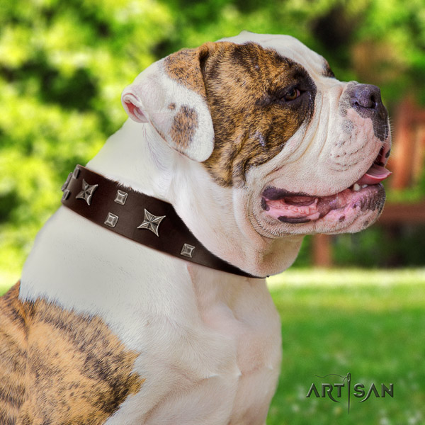American Bulldog comfy wearing leather collar with amazing adornments for your canine