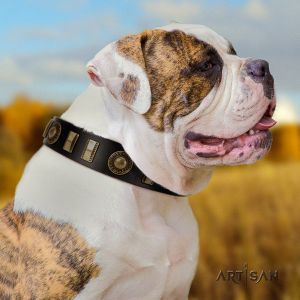 American Bulldog everyday walking full grain leather collar with fashionable embellishments for your four-legged friend