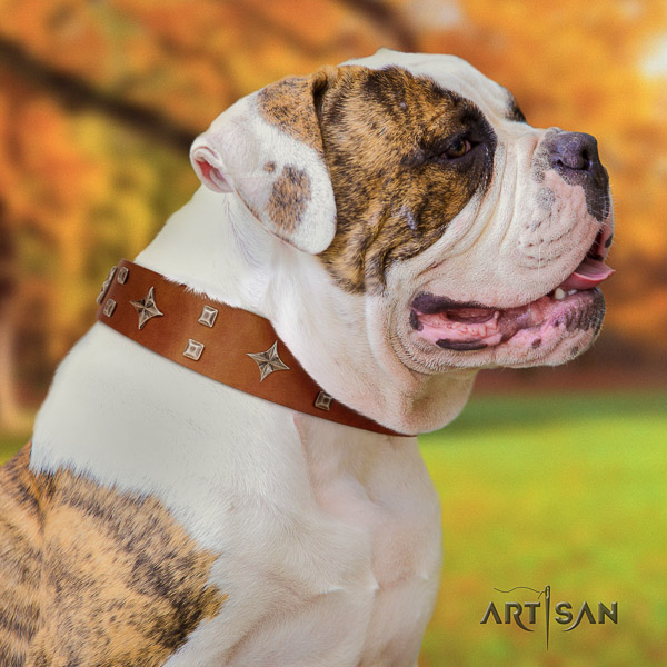 American Bulldog stylish walking full grain leather collar with stylish design adornments for your pet