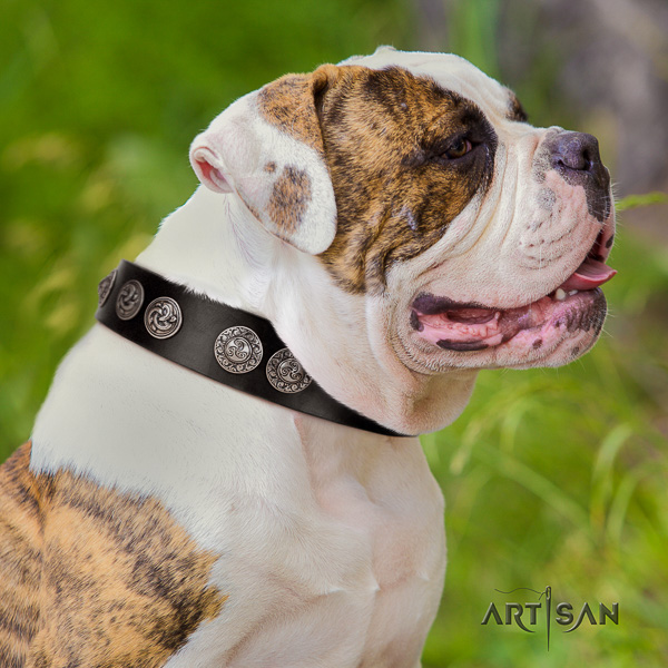 American Bulldog basic training genuine leather collar with unique embellishments for your four-legged friend