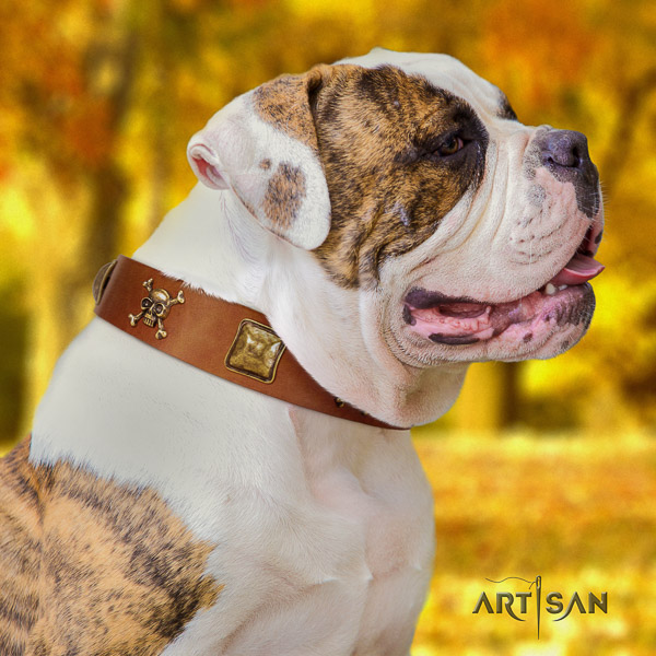 American Bulldog handy use full grain leather collar with impressive embellishments for your pet