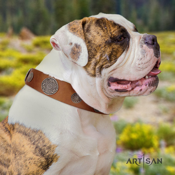 American Bulldog comfy wearing natural leather collar with exceptional adornments for your four-legged friend