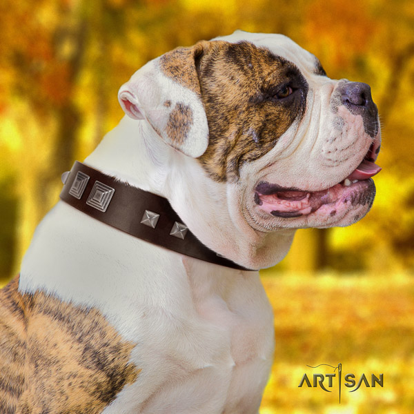 American Bulldog daily use leather collar with inimitable embellishments for your pet