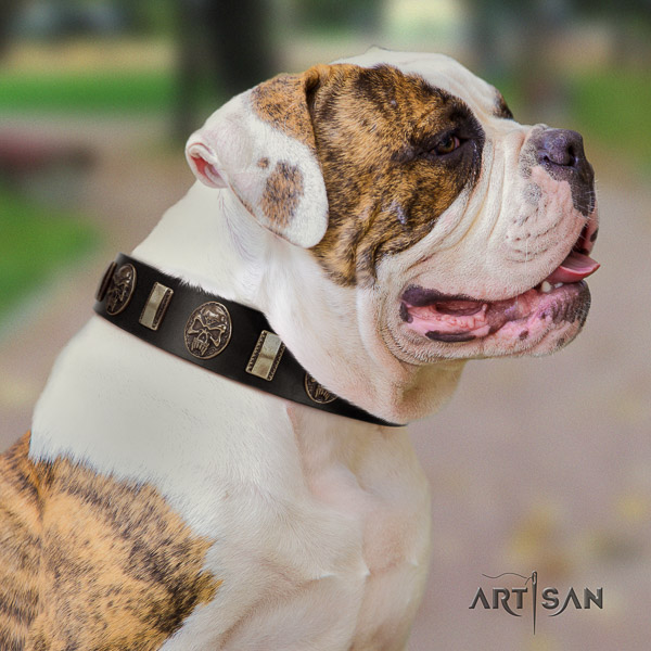 American Bulldog comfortable wearing genuine leather collar with embellishments for your dog