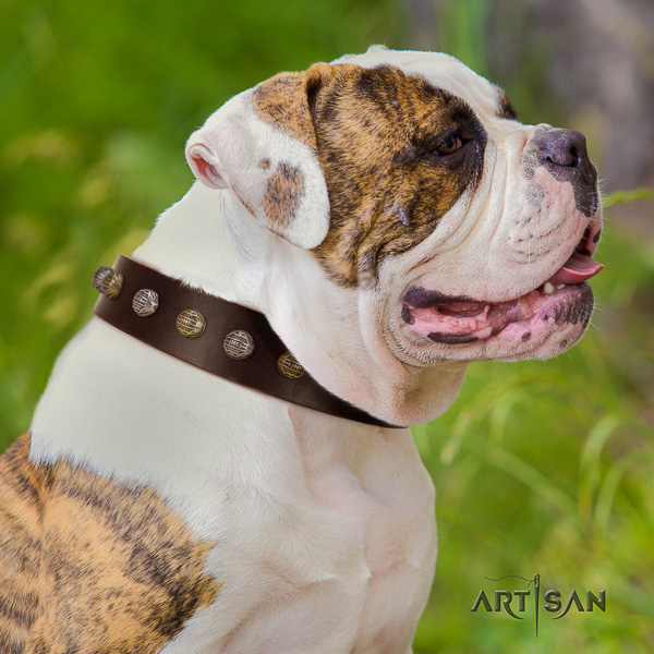 American Bulldog fancy walking full grain leather collar with extraordinary studs for your dog