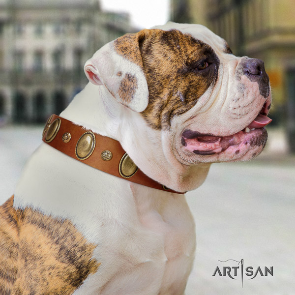 American Bulldog everyday walking leather collar with unique decorations for your canine