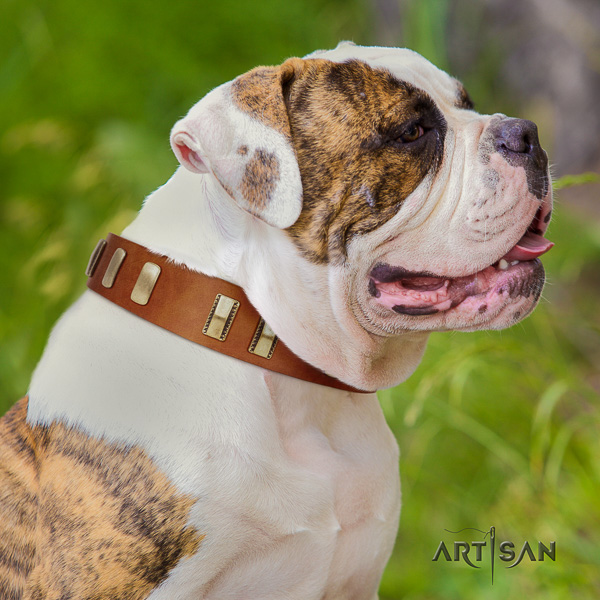 American Bulldog walking leather collar with fashionable decorations for your four-legged friend