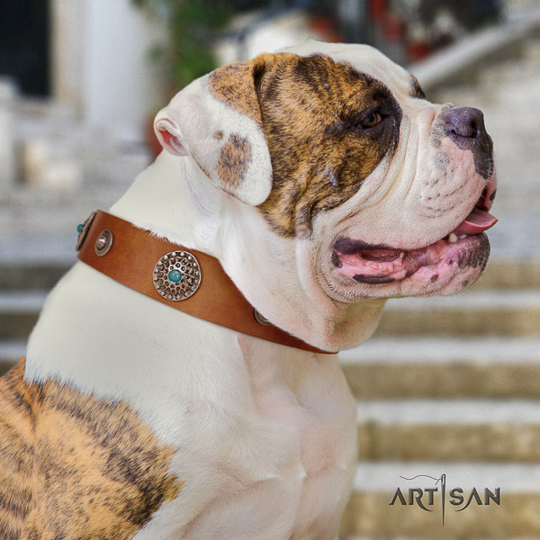 American Bulldog basic training genuine leather collar with awesome decorations for your four-legged friend