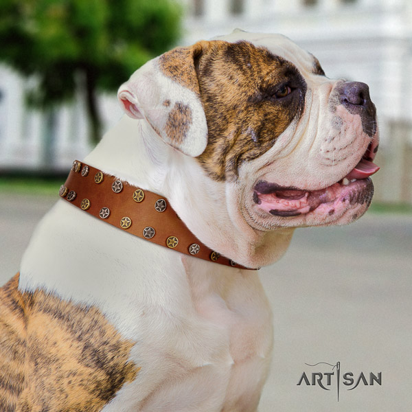 American Bulldog fancy walking leather collar with awesome decorations for your doggie
