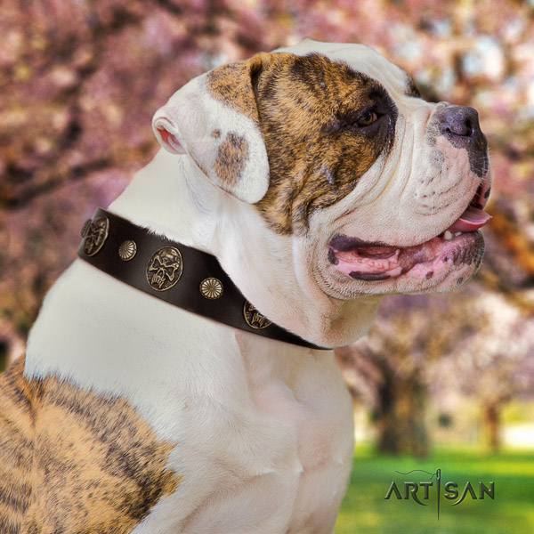 American Bulldog daily walking full grain leather collar with adornments for your dog