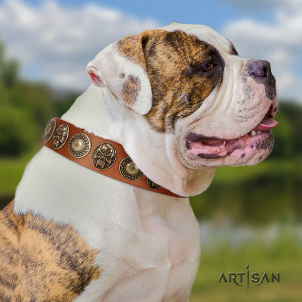 American Bulldog walking full grain natural leather collar with studs for your canine