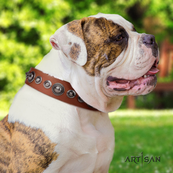 American Bulldog stylish genuine leather dog collar with embellishments