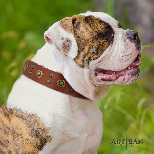 American Bulldog exquisite full grain leather dog collar with studs