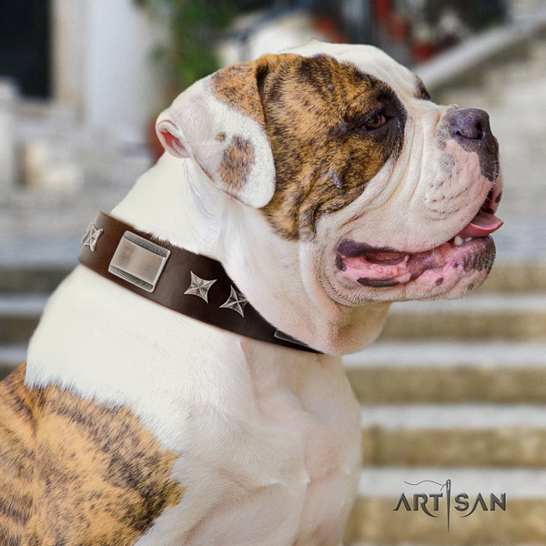 American Bulldog unique leather dog collar with adornments for daily walking