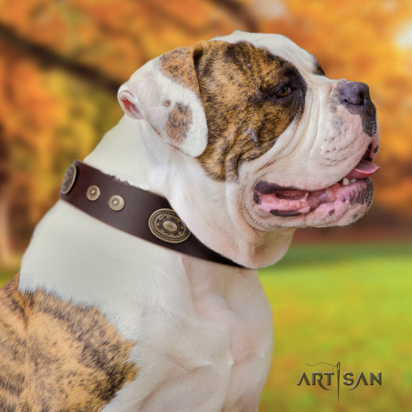 American Bulldog remarkable genuine leather dog collar with studs
