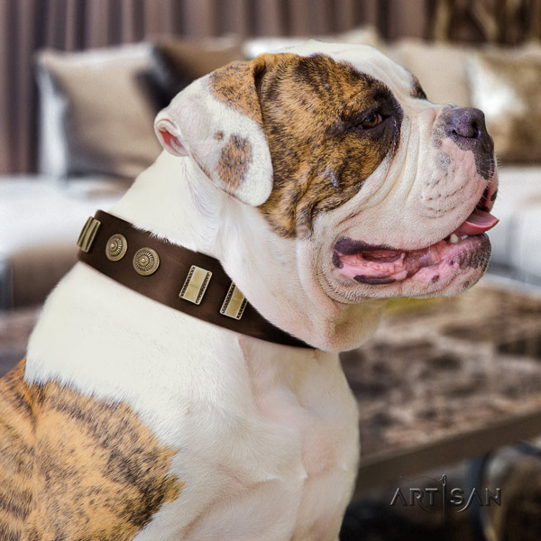American Bulldog awesome full grain leather dog collar with adornments for stylish walking
