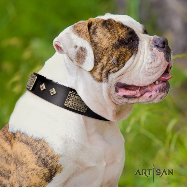 American Bulldog incredible leather dog collar with adornments for stylish walking