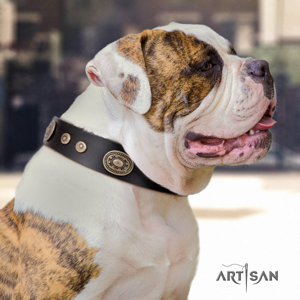 American Bulldog top notch leather dog collar with embellishments