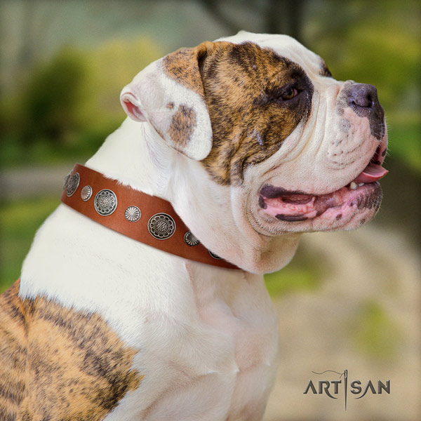 American Bulldog stylish full grain leather dog collar with studs for comfortable wearing